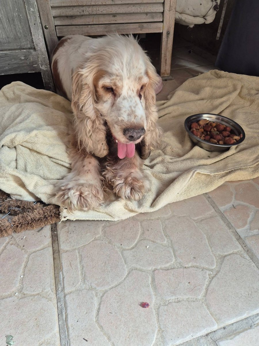 BRINDILLE851's tweet photo. Beatrice Meillana publié surAnimaux perdus/trouvés Gard - 30

Bonjour à tous.. Ma fille a recueilli ce gentil chien aveugle qui déambulait devant la maison... Elle l à mise au frais lui a donner à manger et à boire... J imagine que ces maîtres le recherche... Merci de me contacter... 0778112998