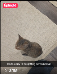 saisons903's tweet photo. I’VE ACTUALLY FOUND AN IRL ROARING KITTY WITH 3.1M VIEWS 

 This small cat is named Luci, and instead of meowing like a normal cat, she just roars in every single video  Tiktok: https://t.co/ff0hAfRFgT 

Proof: https://t.co/OFw8AeRPGU 

Luci — The Roaring Kitty
