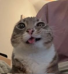 Kitty tweet media