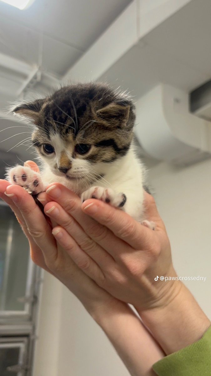 pendekarsruling's tweet photo. Aku nemu foto anak kucing di tiktok. Lucu bet dia 4 bersaudara tp dia kek terhambat pertumbuhannya dibanding sodara2 yang lain jd kek FORVER KITTEN?!?! GEMEESSS KECIL KUNTET BULET https://t.co/cD23R5zXAh