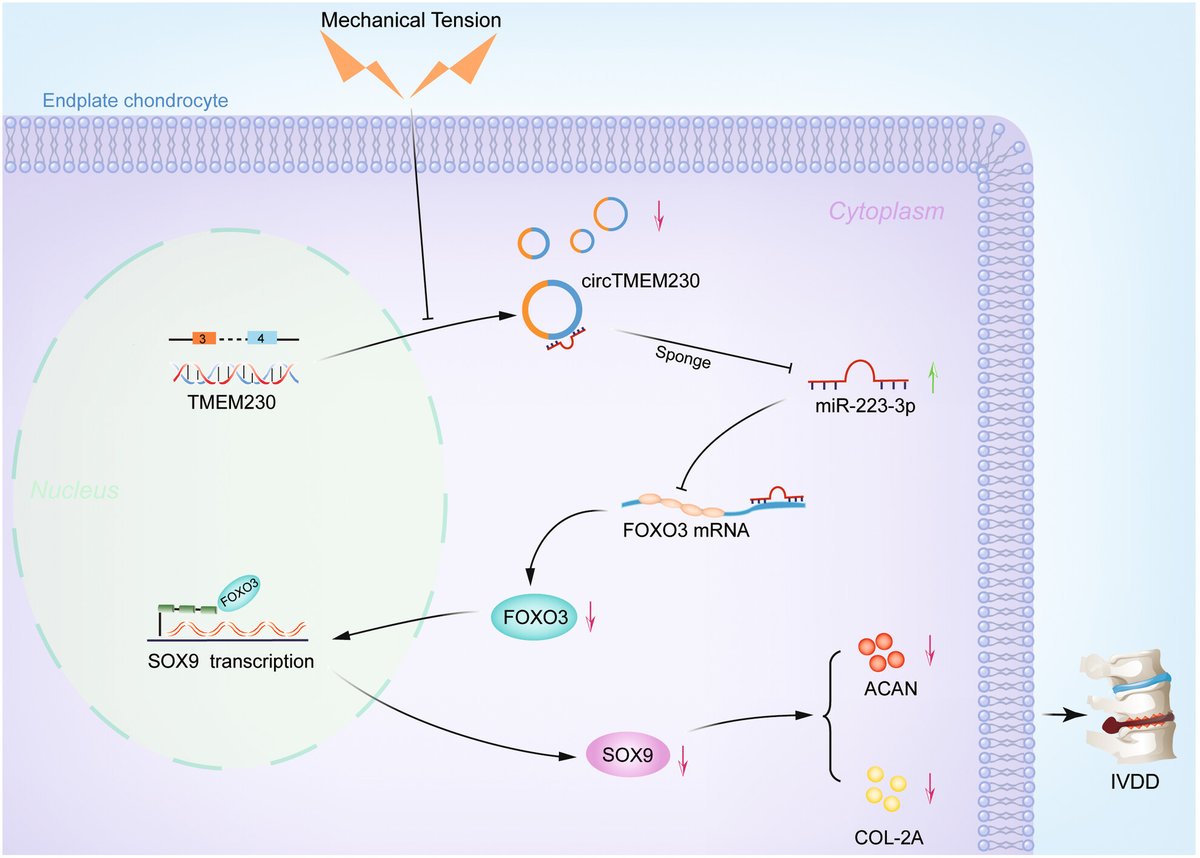 Extracellular Matrix News tweet media