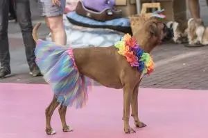 getafejoven's tweet photo. @madorgullo la gran fiesta que se celebra en el Barrio de Chueca y algunas de las principales calles de Madrid, durante la “Semana del Orgullo LGTBIQ+” 
4 de julio Manifestacion estatal del #orgullo2026 
Consulta toda la programación para cada dia en https://t.co/eSB9uR3GPO https://t.co/m4kbjZ9CH4