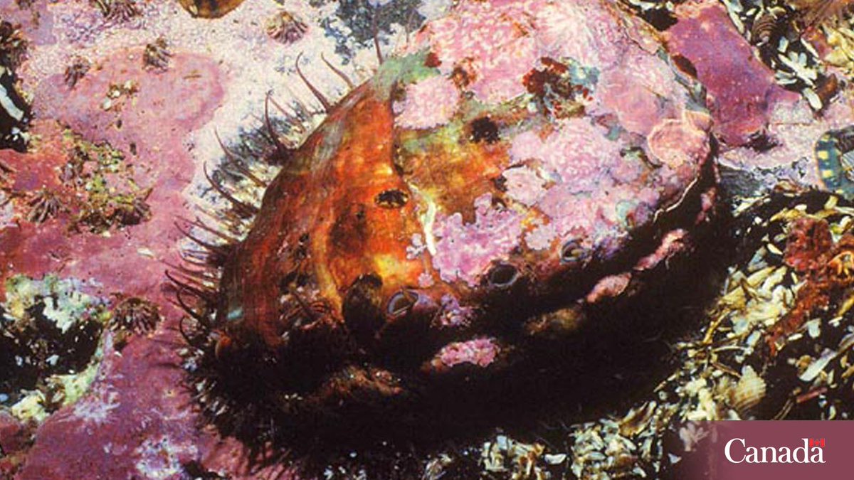MPO_Pacifique's tweet photo. Les ormeaux du Nord sont des escargots de mer menacés d'extinction qui vivent dans les eaux côtières de la C.-B.
https://t.co/dkoRvIOoDl

Aidez-nous à protéger cette espèce. Il est interdit de les détenir, de leur faire du mal, de les importuner ou de les tuer. https://t.co/gzMIOciww6