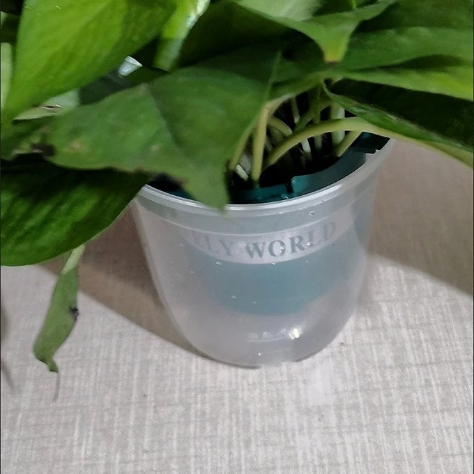 C50652589's tweet photo. Got a pothos at home Wipe its leaves weekly with a damp cloth to remove dust, which helps it absorb light better u0026 grow lush! https://t.co/UL53dtxBpA
