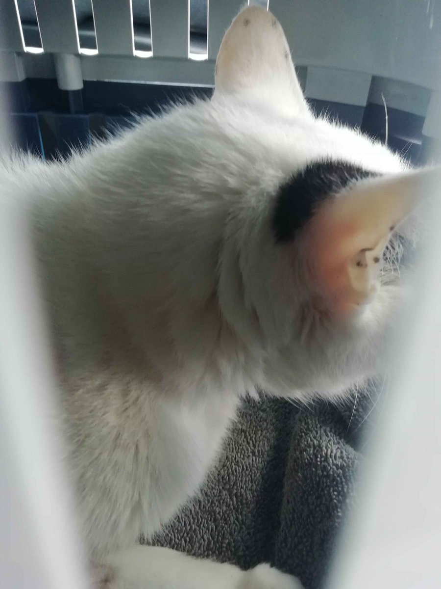 TieflingSolarr's tweet photo. Kitty,, I hope to see him very soon https://t.co/Jf6IXHgiha