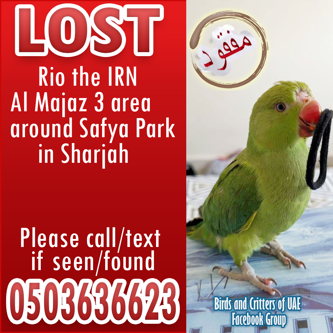 BirdsofUAE's tweet photo. #lostparrot  #lostpet #indianringneckparrot #lostandfoundparrotsinuae #birdsandcrittersofuae #lostandfoundpetsuae #dubaipetlostandfound #lostandfoundparrotsuae #lostandfoundpets #ringneckparrot #uae #uaeparrots #sharjah #sharjahpets #sharjahparrots #almajaz3 #almajaz #safyapark https://t.co/arZB9yFXF3