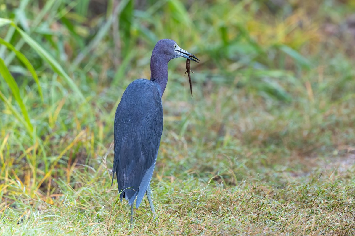 MattPaulson28's tweet photo. Little Blue Heron-in first pic it has a lizard of some kind but it is strange looking. https://t.co/BNyTP4pKqE