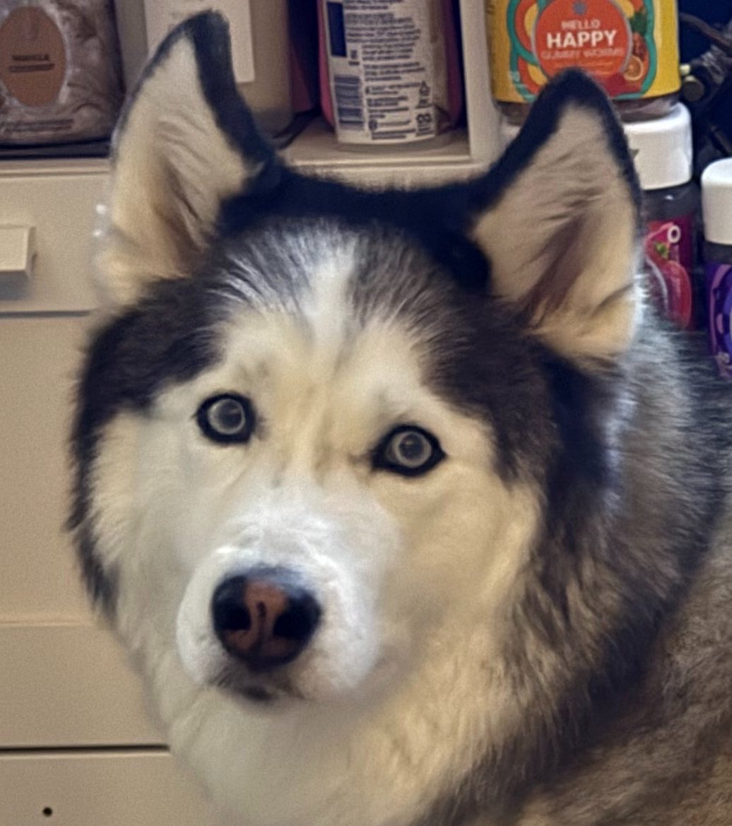 MissItsyBlitzy's tweet photo. Update on Ripley for those wondering: 

She has been taking 3 differing meds twice daily for a while now. She had her annual vet visit today and they told me she is slightly overweight (because she can’t exercise due to her injury) and that she still really needs the big expensive surgery, or else she is at risk of tearing her other ligament sooner than later. Of course I want to get her the surgery, I just simply can’t afford that right now. I’ve been saving up where I can, but it’s nerve wracking to hear the vet tell you stuff like that of course. Ripley is like my baby, so it is hard to see her in the state she is in as well. 

Anything donated towards my birthday streamathon in about a week will be going towards her getting this surgery.