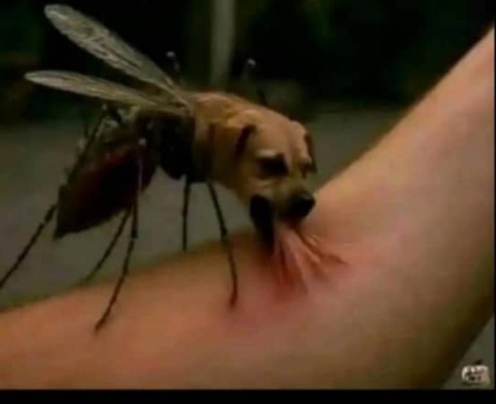 Ajility007's tweet photo. The Mosquitoes in Abuja 😂 https://t.co/K7wLsrCvZ8