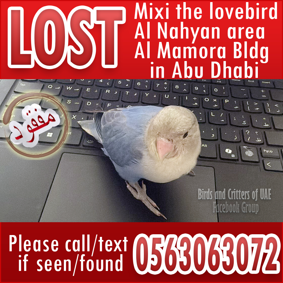 BirdsofUAE's tweet photo. #lostparrot #lostparrots #lostandfoundparrots #lostandfoundparrotsinuae #birdsandcrittersofuae #lovebird #lovebirds  #lostpet #lostpets  #dubaipetslostandfound #uae #uaepets #uaeparrots #abudhabi #abudhabiparrots #abudhabipets #alnahyancamp https://t.co/BLV3wQWqVb