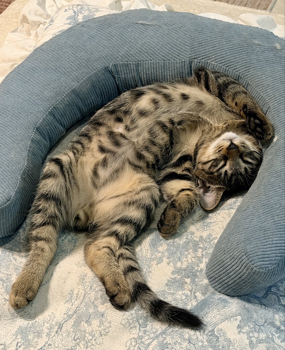 PERCY06191's tweet photo. 睡前下楼突然看见这只小b猫睡成这样决定还是不生他的气了。 https://t.co/fSxTgyVcW9