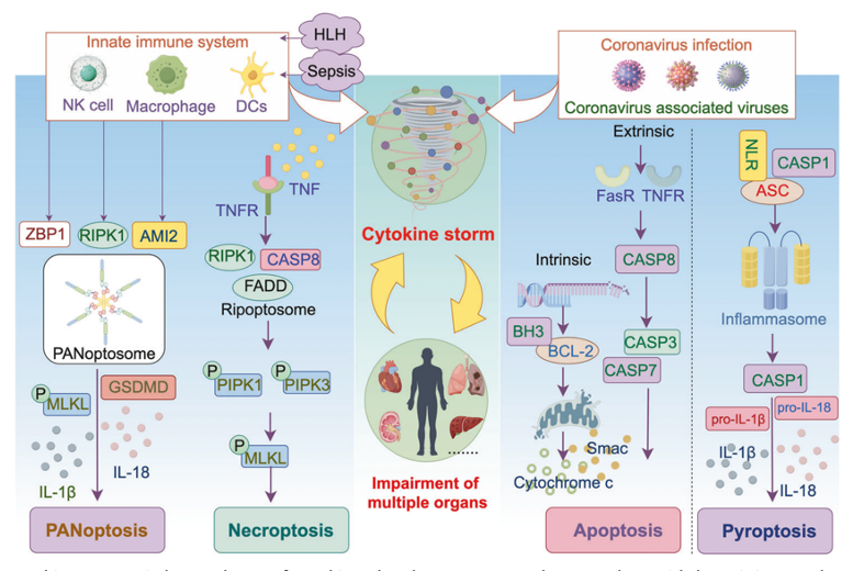 lavirologa's tweet photo. 📌Deep insight into #cytokinestorm: from pathogenesis to treatment.
https://t.co/CUSKqSRxhq https://t.co/8kxakyLWWc