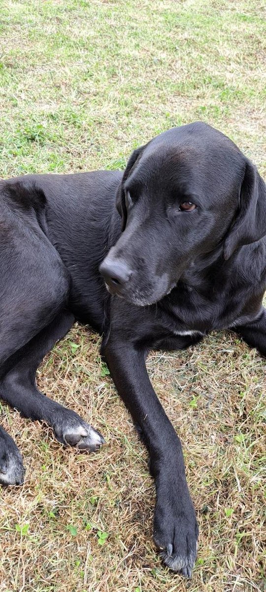 CooleraConnor's tweet photo. 🚨 ¡COMPARTO! 🚨
Tom se perdió el 26 de junio en Villa Luz. Es un perrito de finca y vive en Ubaque, por lo que debe estar aterrorizado en las calles de Bogotá.
 
Tiene 8 años y es un perrote grandote.
Lo han buscado por cielo y tierra pero no hay ninguna noticia.

¡Ayudaa! 🥺🐕 https://t.co/GsNynXkU4I