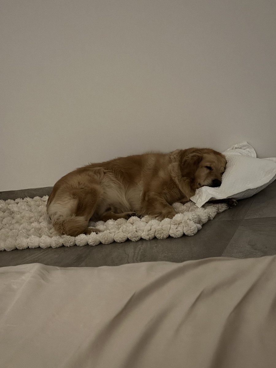 kishidagumi's tweet photo. うちのKodaは枕使います🥳
#ゴールデンレトリバー
#goldenretriver https://t.co/AZ59YWKxpW
