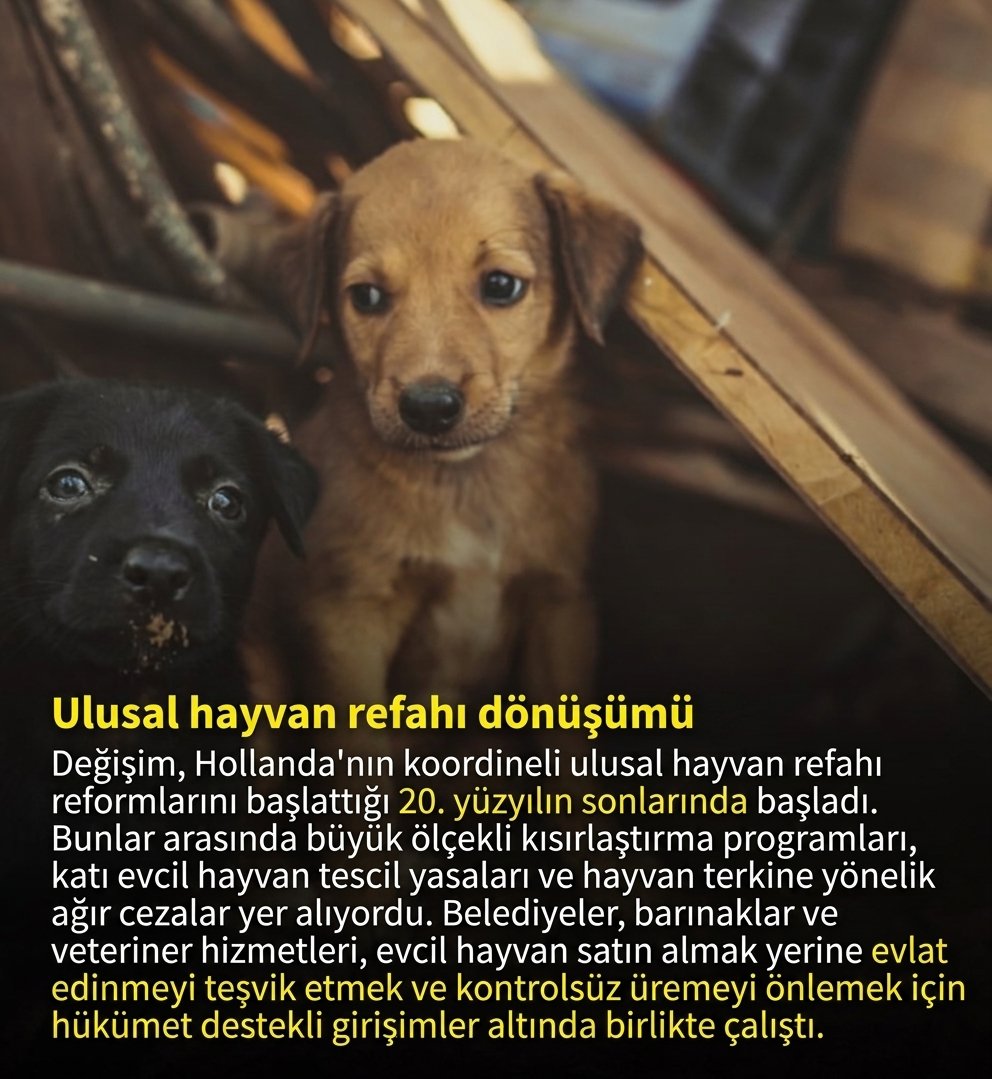 thisishakan_'s tweet photo. Sokak köpekleri konusunda örnek alacaksak Hollandayı örnek almalıyız.
149 yıl önce sadece barınaklara toplayarak çözülmediği görülmüş
🟢KISIRLAŞTIR
🟢AŞILAT
🟢YERİNDE YAŞAT ile başarılı olunmuş.
🇹🇷'de Barınak=ÖLÜM
@RTErdogan @EmineErdogan @tcbestepe @AvOzlemZengin @pervintuba https://t.co/BSryrCM3EC