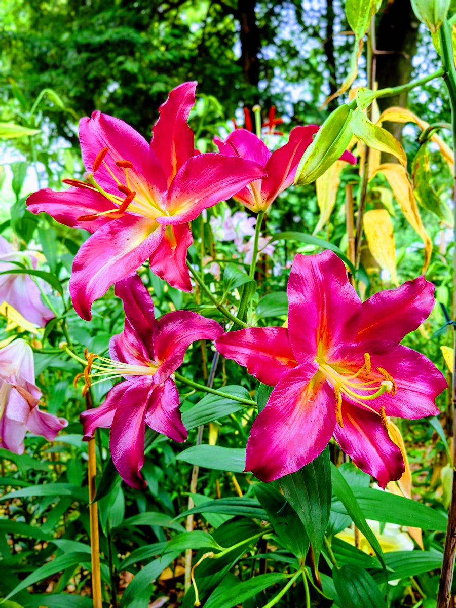 花 mille 最初の開花から19種類目… 百合 #ユリ アビンジャー Lilly OT Hybrid
