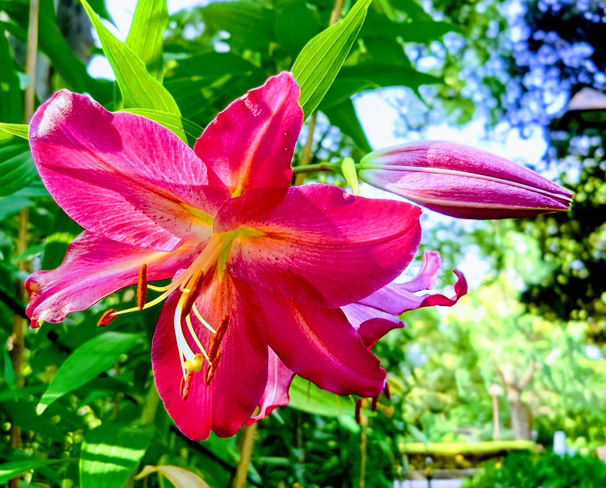 花 mille 最初の開花から19種類目… 百合 #ユリ アビンジャー Lilly OT Hybrid