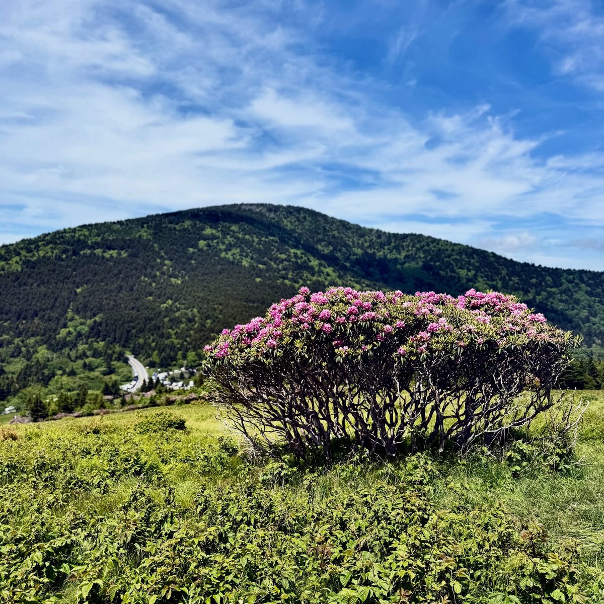 douglasjharding's tweet photo. Catawba rhododendron shrub, Carver’s Gap on Roan Mountain, along the North Carolina-Tennessee border, June 6, 2026 https://t.co/r242Aqcx8i