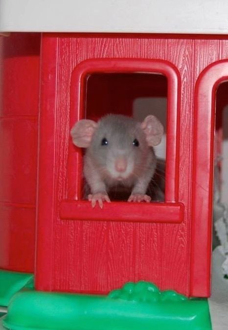 ratssmpasrats's tweet photo. welcome to rats smp as rats!

rats smp members as rats many times a day!!

we ALL miss rats smp

#ratssmp #powcreations #mcyt #rats https://t.co/6iPa1A6LWj