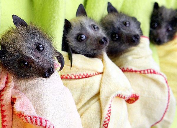 thebidisaster's tweet photo. @URFRONTPAGEBOY I love fruit bats you don't even know https://t.co/kmchj0Qc81