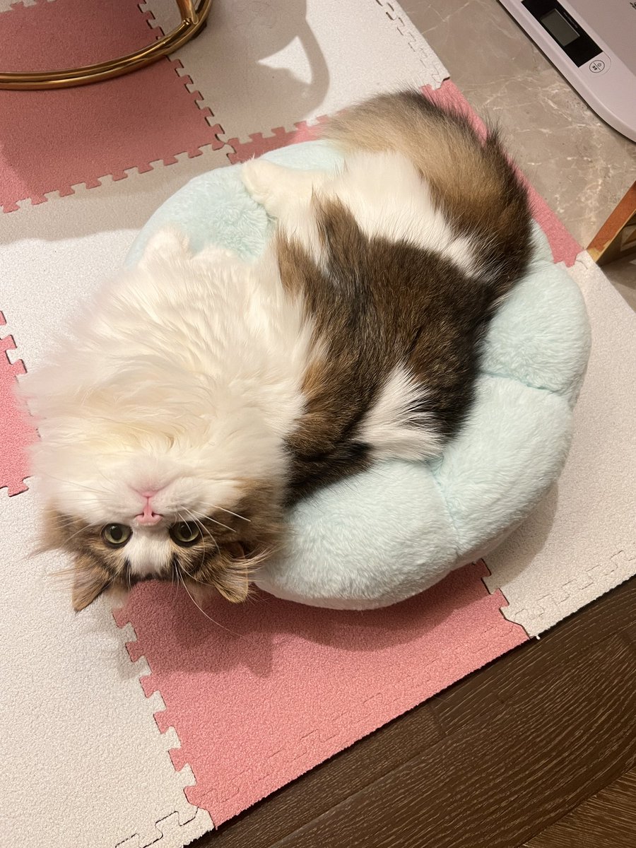 shirobabu's tweet photo. さかさみるたん♡ https://t.co/zjkjK9MQP8