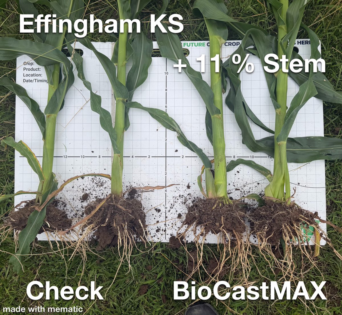 bw_fusion's tweet photo. This grower didn't add more fertilizer. He unlocked what was already there.
Cut 15-N, 35-P, 15-K per acre, and still came out with +11% stem diameter. Same story below ground, too.
๐ Effingham, Kansas
#BiocastMAX #BWFusion #CropNutrition https://t.co/CG2bPBtaBF