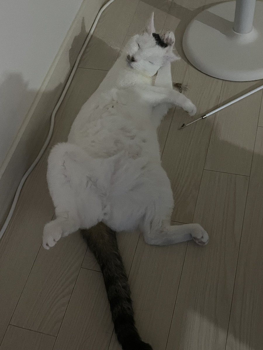 yongeatsyou's tweet photo. 와 진짜 못생겼다
이거 고양이 맞나? https://t.co/y8HwbX5cye