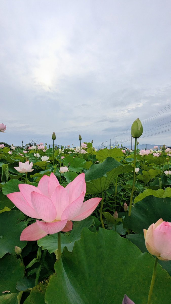 chikatancolor's tweet photo. 2026·07·04早朝散歩 https://t.co/utwRnYbtAD