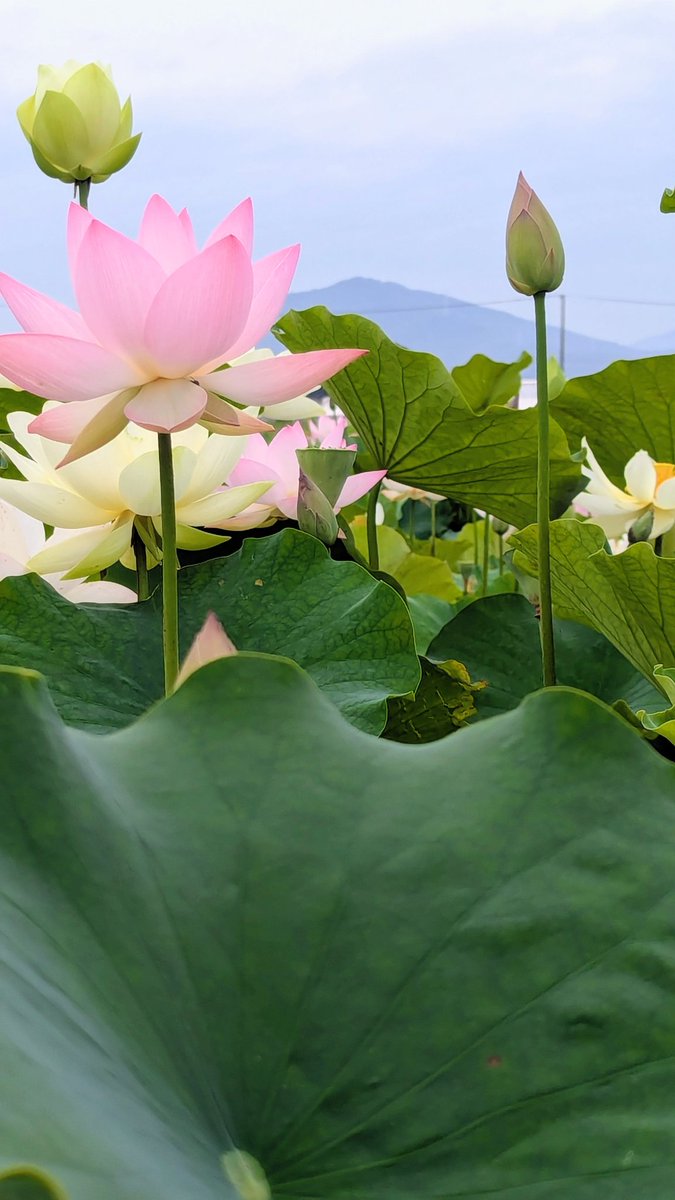 chikatancolor's tweet photo. 2026·07·04早朝散歩 https://t.co/utwRnYbtAD