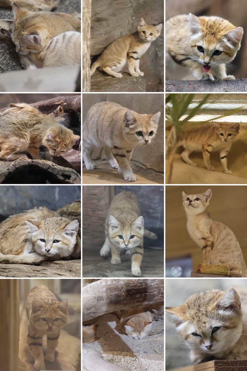chica0726-cats&animals (@cats_chica0726) / Posts / X