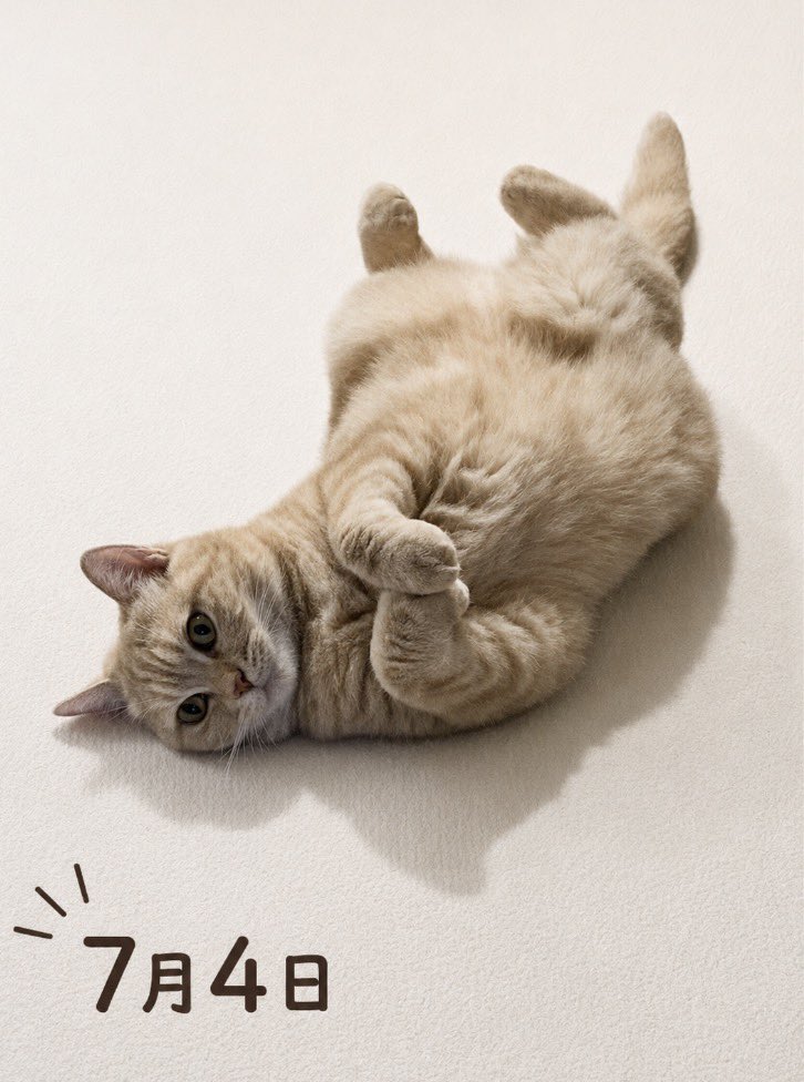 Bestluvy_ever's tweet photo. 鬼軍曹姉猫さん時々ヘソ天甘えっ子
正に魔性のおんにゃの子💕

土曜日、おはようございます✨ https://t.co/v0OjznydLJ