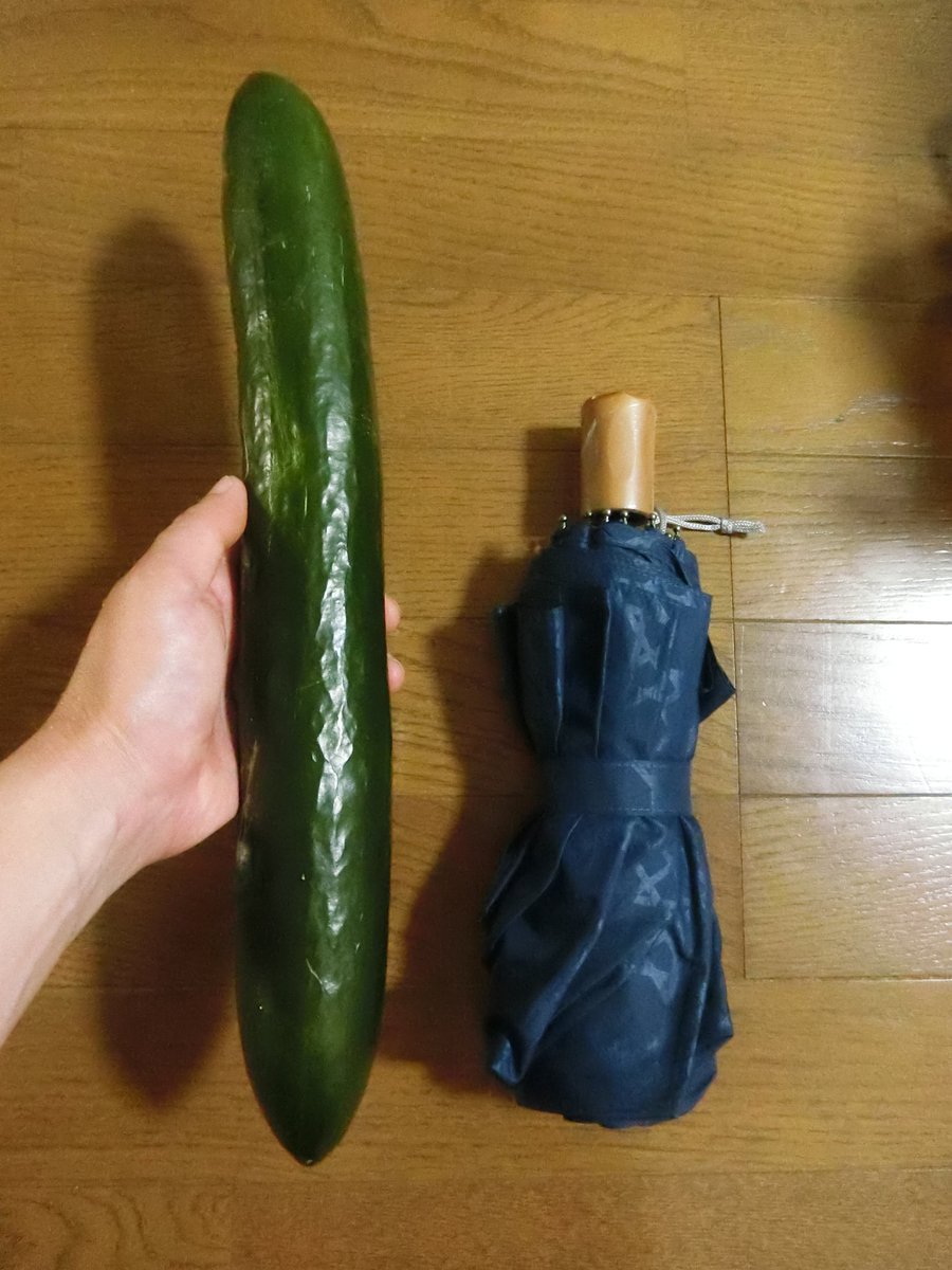 RamuneManmaru's tweet photo. おばけきゅうりにもほどがある！！！！
ずっしりと重く、まるで野球バットを持っているようでした。

#畑
#家庭菜園
#きゅうり https://t.co/i5SKth4tzc