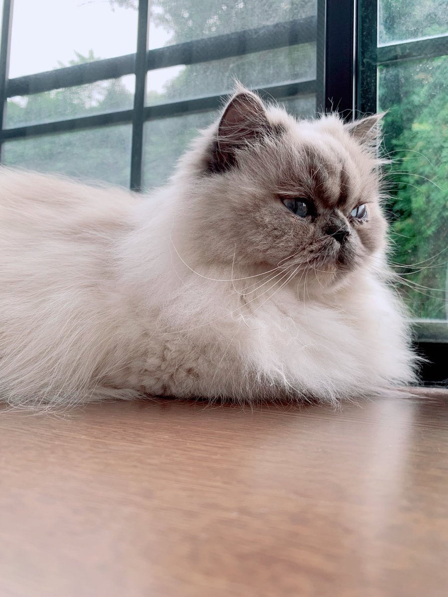 HIRN0084's tweet photo. 🇦🇷🇨🇻目が離せない🐈 https://t.co/gqPuBd6bFN