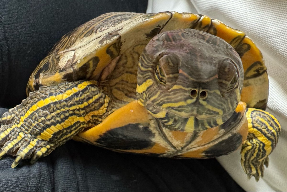 megetarnaldream's tweet photo. 飼い主を乗り越えるアッシュちゃん😊♡

🐢「うんしょっ」 https://t.co/7kKT8UNG3a