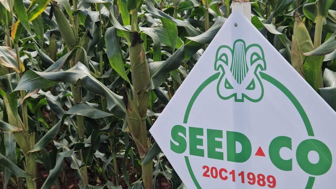 FingazLive's tweet photo. SEED CO Limited says a strong pipeline of cli­mate-smart seed varieties will underpin its long-term growth strategy as it responds to increasing climate-related risks that continue to impact its operations. >https://t.co/CMBDl1A1lx https://t.co/ATATNfPZsP