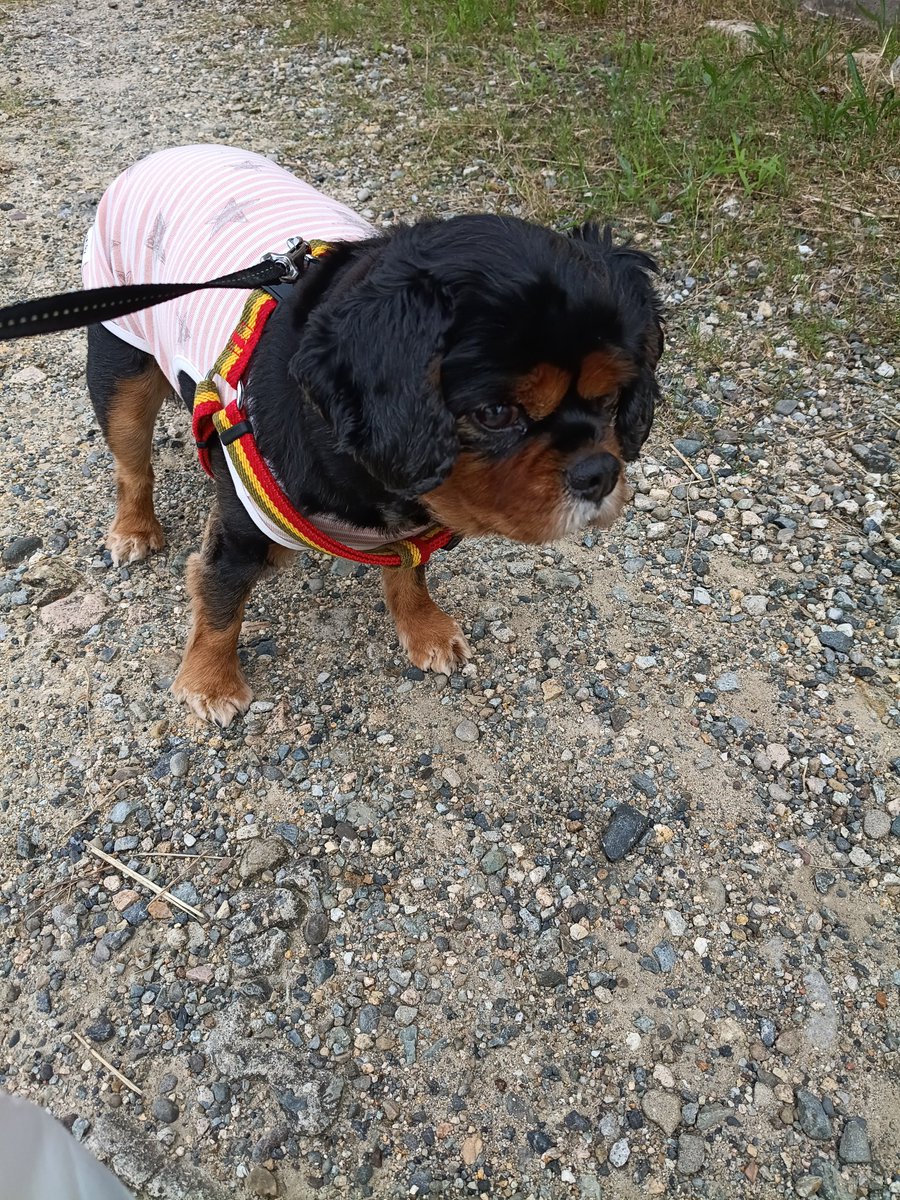 hamar89vs's tweet photo. 今日の同伴出勤タイム🐶
この後雨らしいので、サッカー見てたけど行ってまいりました。
久々にシュナちゃんに会いましたが、自分からにはいかないよねぇ(笑)相変わらずシュナちゃんは興味津々でした(笑)
#キャバリアの女の子
#お嬢は犬見知り人見知り場所見知り https://t.co/ddmzF5DSgw