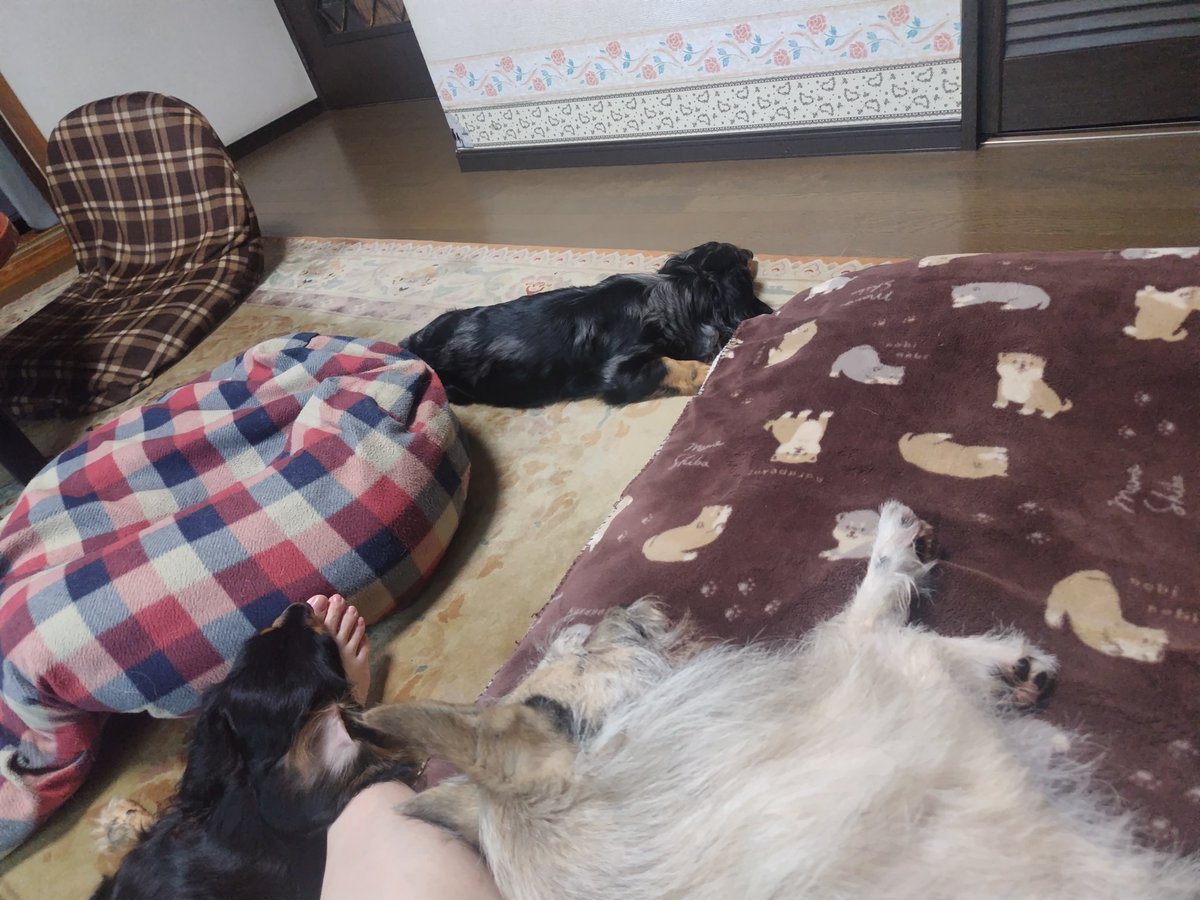 natyu8264's tweet photo. 今日も私の近くで寛ぐ３匹🐶🐶🐶今日はがく足にあごのせ❤️ https://t.co/x6G3okVrjh