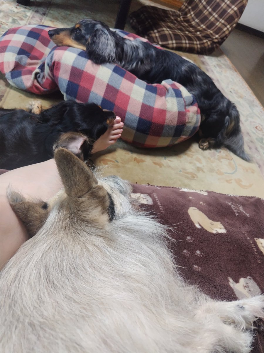 natyu8264's tweet photo. 今日も私の近くで寛ぐ３匹🐶🐶🐶今日はがく足にあごのせ❤️ https://t.co/x6G3okVrjh