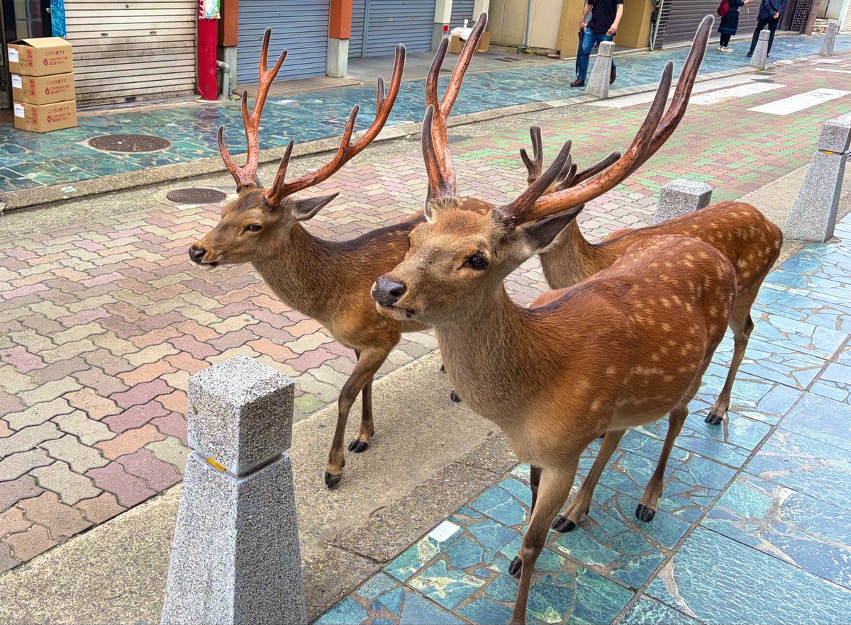 nwsdti's tweet photo. 朝から立派な神様の使いに
お出迎えして貰った🦌 https://t.co/MqMtVMelKs