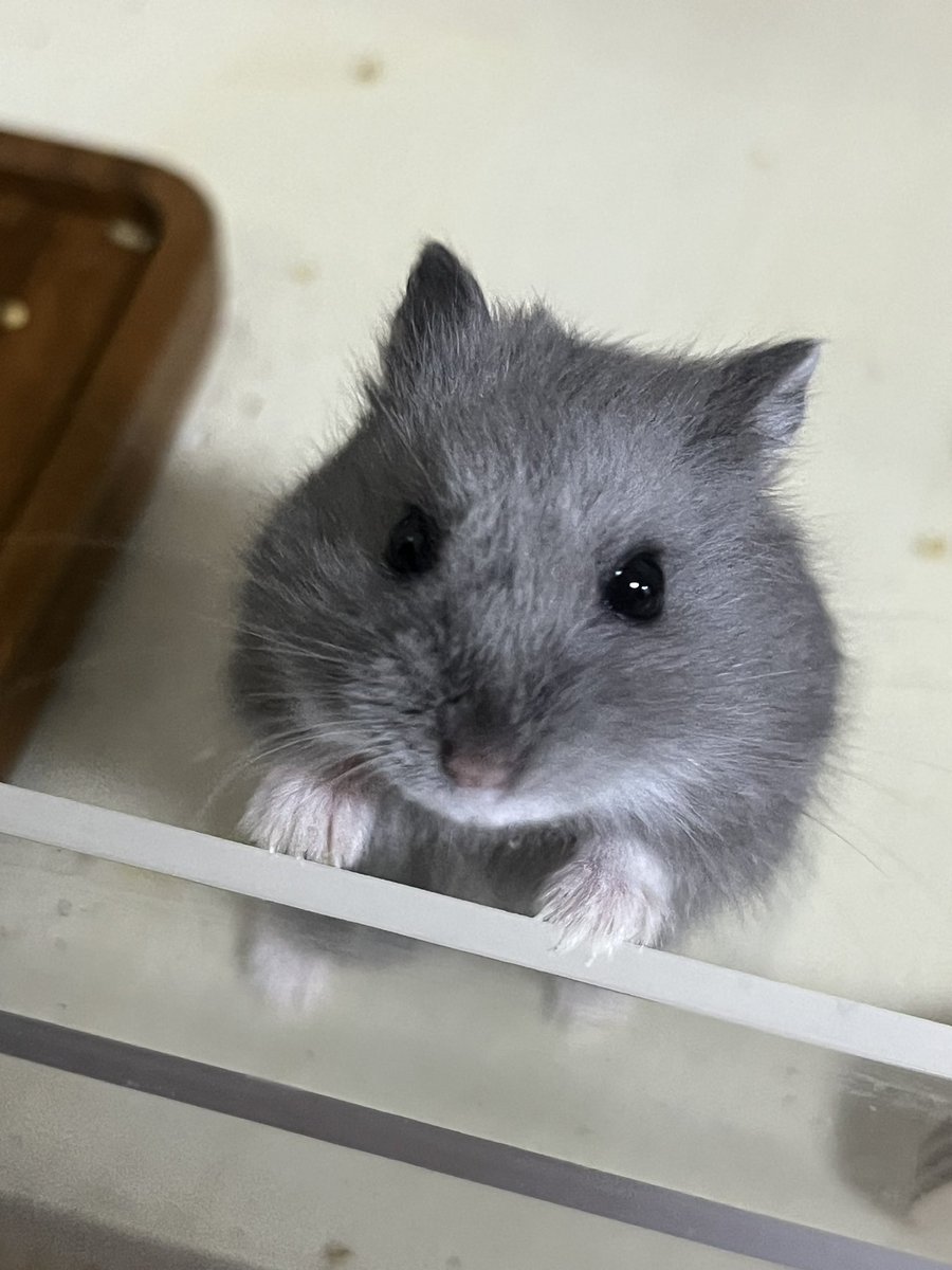 monjicotti's tweet photo. 밀웜 더조세요 https://t.co/XU7w0gSM8j
