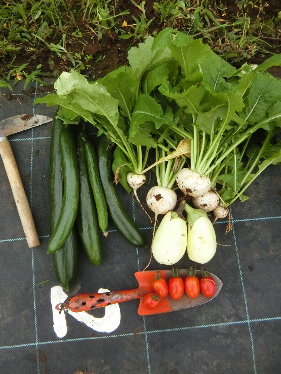 RamuneManmaru's tweet photo. 今年の梅雨はちゃんと梅雨をしているので、なかなか畑に行けず野菜たちが心配でした。
が！！！！
私の心配をよそに、野菜たちはこんなに元気でした😆
ありがとう😭😭😭

みなさんの #畑 の様子はいかがですか？ https://t.co/DNIh22p6oX