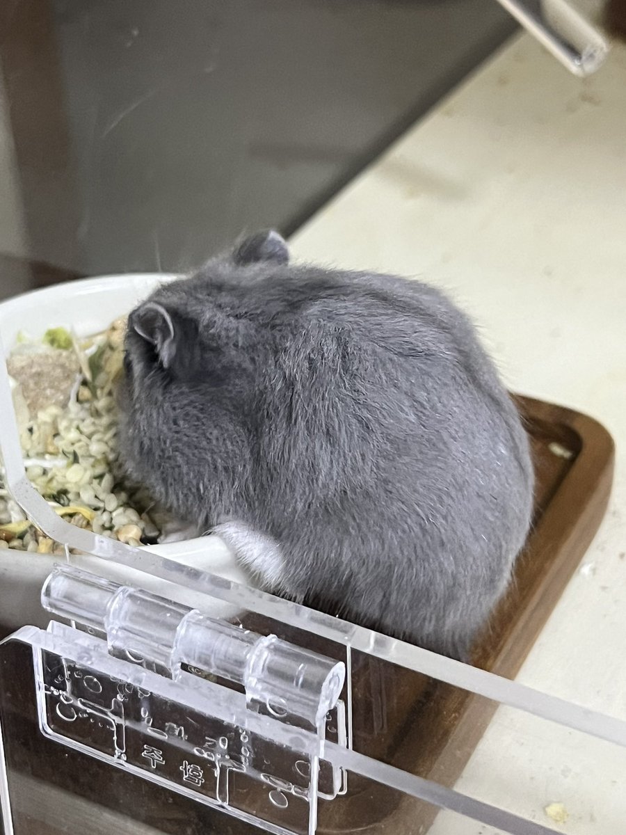monjicotti's tweet photo. 모닝몬지 https://t.co/CHmWyM18Rq