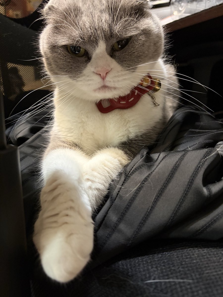 Sing_Reona's tweet photo. 凛ちゃんの眼光が鋭いよね😅
凛ちゃんが座っている黒い布、これね最近私が購入したルームウェアなんだけれど、何故か凛ちゃんのお気に入りのようで、全く降りてくれないの💦
なので1回しか着れてなくって😭
取ろうとしたらこの眼力よ( •ω•；ฅ)
「渡さないわよ‼️」が聞こえそう💦 https://t.co/nt0LZCLdxt