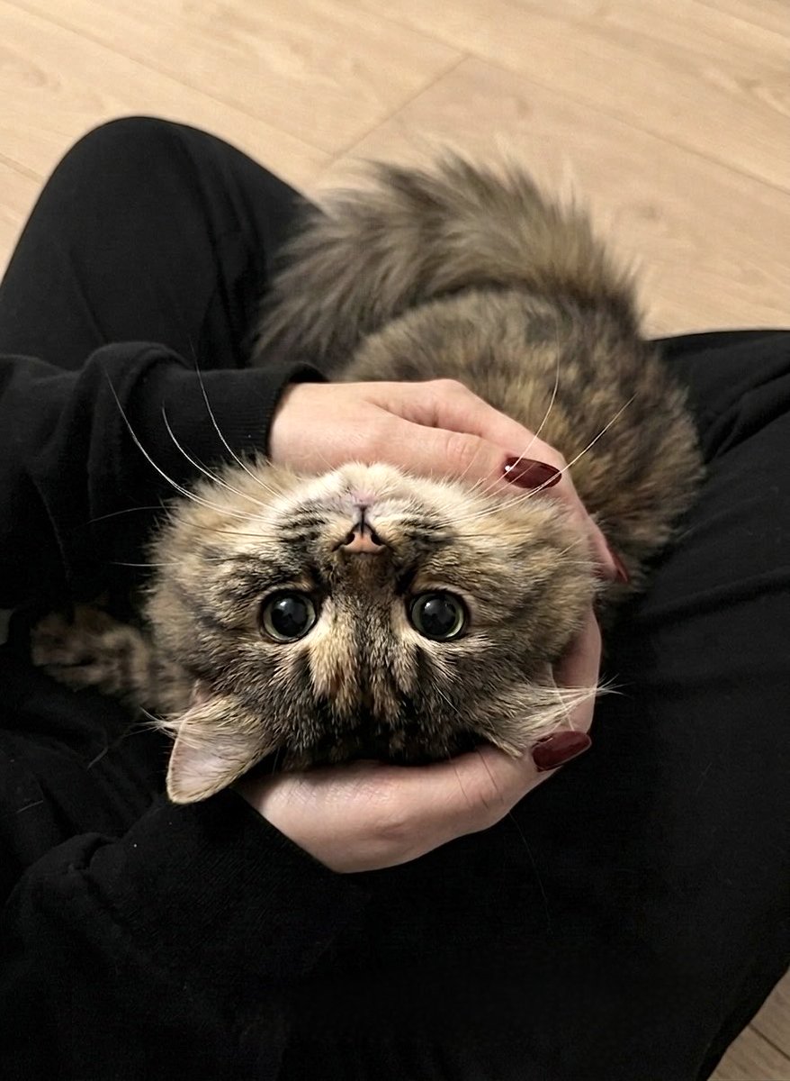 MOKKA🐾 tweet media