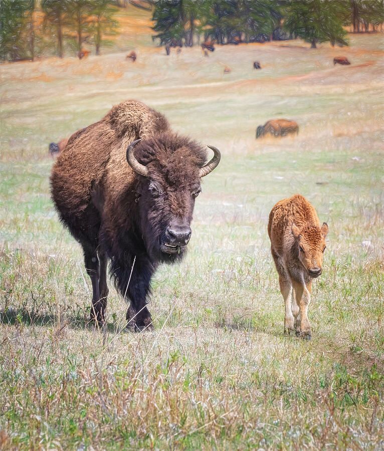 joancarroll's tweet photo. Bison Herd in Custer State Park SD 2! https://t.co/dpp8rZZzGY #bison #reddog #herd #custerstatepark #meadow #wildlife #wildlifephotography #animals #nature #calves #roaming #FAArtist #buyart #HomeDecor #wallart #artforsale #artstore #travel #travelphotography #wallartforsale #giftideas @joancarroll