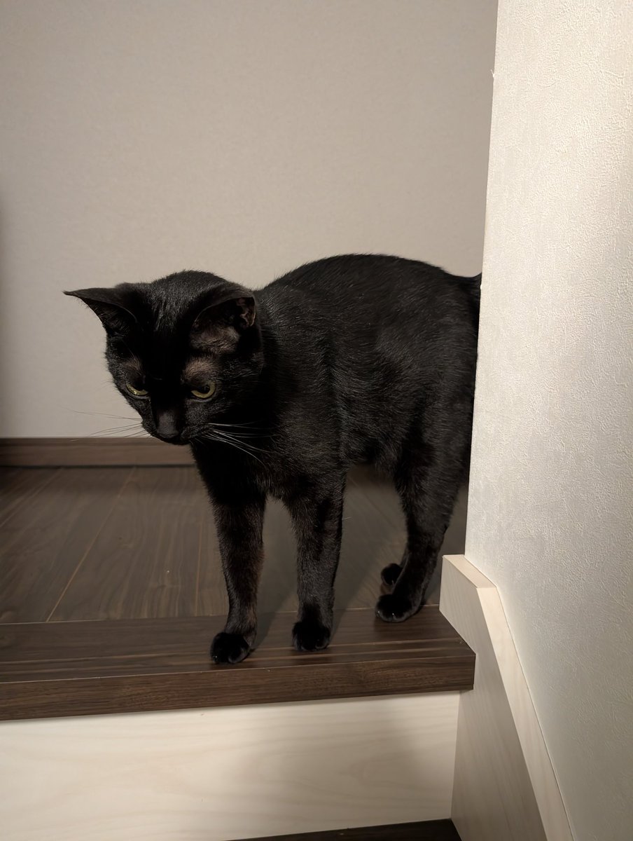 konekowohirotta's tweet photo. 2998日目。
最近5歳児と先に寝てしまうことが多くなったこともあって、こちらが寝るのをリビングで一緒に待つ…ということもチラホラになってしまった黒猫であったが、家事や作業を終えてようやく寝室に行くかと階段を上がったら、すごーーーーく眠そうな顔で待っていた。あくびしたり伸びたりしてた https://t.co/whJ8QcSiL6