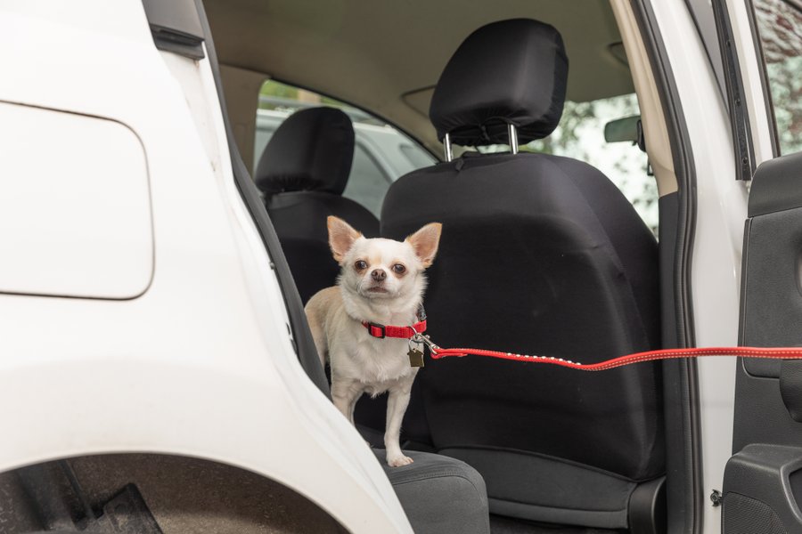 cityoftoronto's tweet photo. This heat can be dangerous for pets! Here are a few tips to keep your pets cool &amp; safe: 
 
🚗 NEVER leave them alone in a parked car 
🌞 Limit exercise &amp; go for walks during the coolest part of the day 
💧 Bring water &amp; seek shade
 
 More: https://t.co/2k4YG8EVyt https://t.co/GHZAGsKzz0
