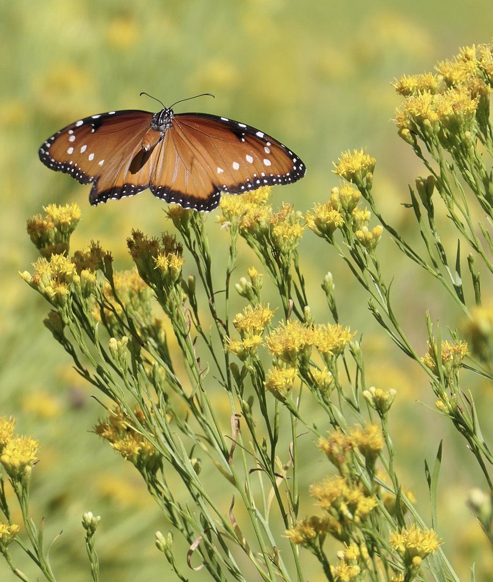 Leslie64993617's tweet photo. Nature break.  🛑  This butterfly is called a Queen butterfly. Relative of the Monarch and often mistaken for one. https://t.co/gOcV7hzg9u