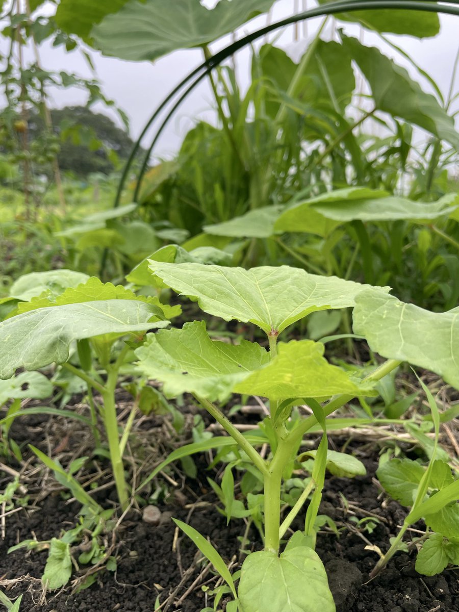 haruchan201's tweet photo. 無農薬・無施肥の家庭菜園2ヶ月目🌱 https://t.co/DPJEDJOVa5