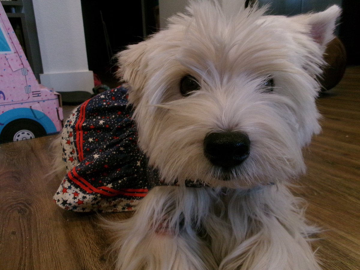 kinleywestie's tweet photo. Happy Friday! https://t.co/6oeSGDs8Em https://t.co/e0qWKqxQsu